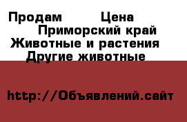 Продам..... › Цена ­ 15 000 - Приморский край Животные и растения » Другие животные   